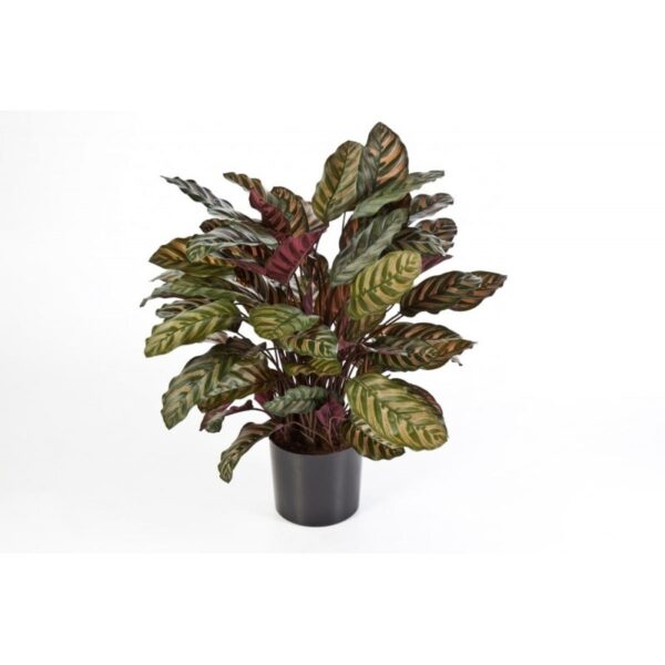 CALATHEA ROSSO X 88 W/P - 80CM