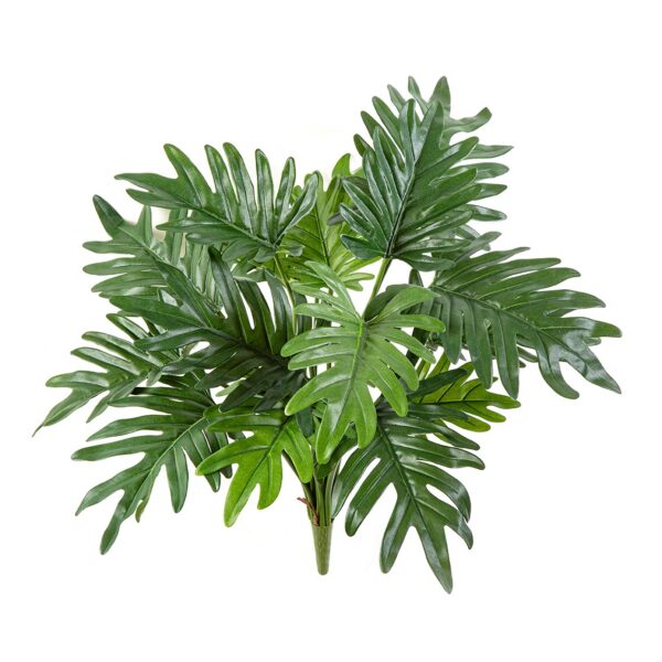 PHILODENDRON SELLOUM X 16 - 50CM