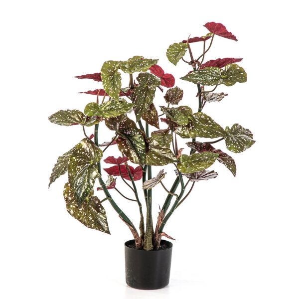 BEGONIA POTTED MACULA - 70CM
