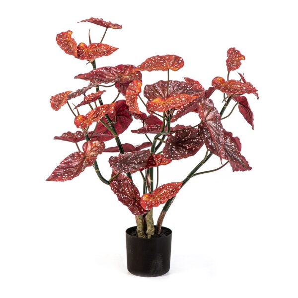 POTTED BEGONIA MACULA - 92CM