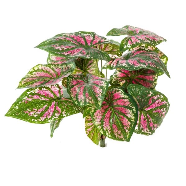 CALADIUM CESPUGLIO X 7 PINK - 34CM