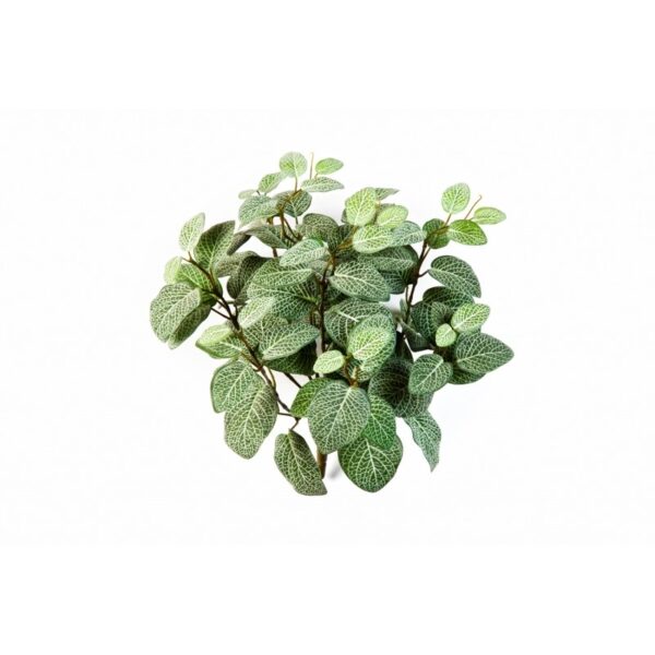 FITTONIA CESPUGLIO X 9