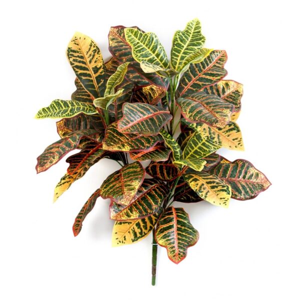 CROTON PIANTA X 3 - 75CM
