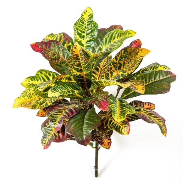 CROTON FOGLIA CESPUGLIO X 35 LVS - 55CM