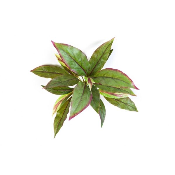 CORDYLINE VERDE/ROSSO - 30CM