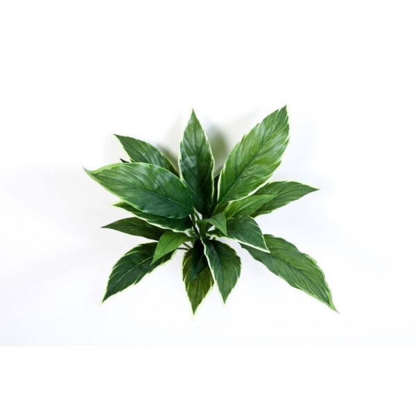 CORDYLINE VARIEGATA - 30CM