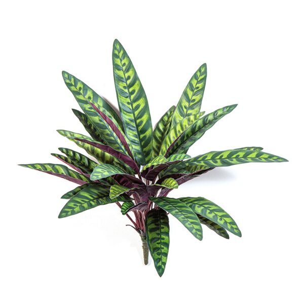 CALATHEA PEACOCK PIANTA X 35 - 40CM