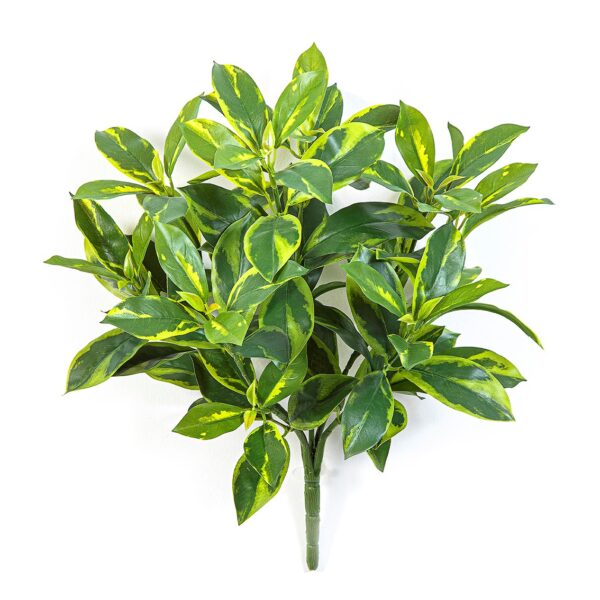 FAGRAEA CEILANICA CESPUGLIO - 44CM