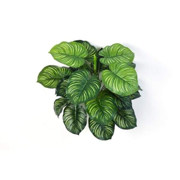 CALATHEA CESPUGLIO X 22 - 45CM
