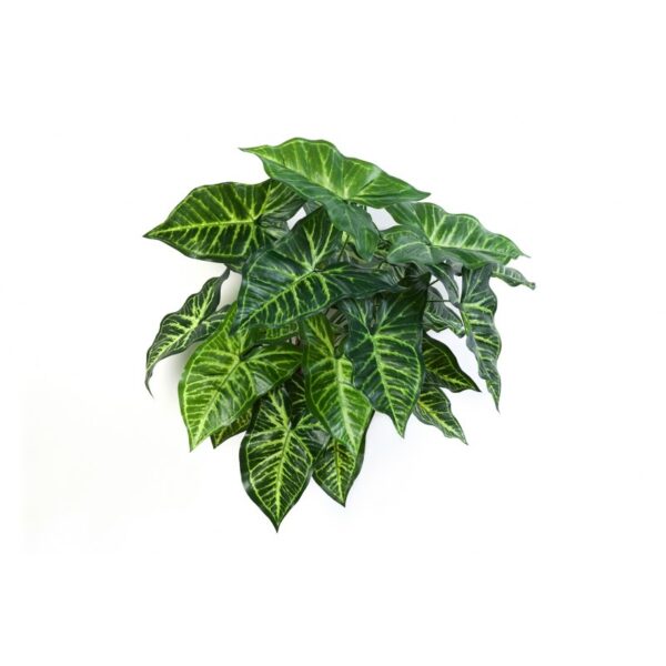 PHILO CESPUGLIO X 27 - 45CM