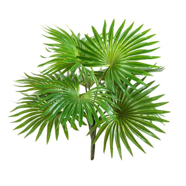 FAN PALM CESPUGLIO X 10 LVS - 35CM