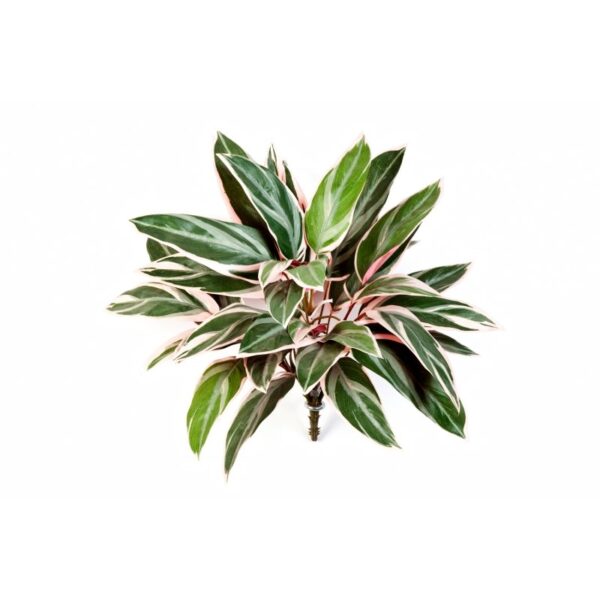 CORDYLINE CESPUGLIO X 36 - 48CM