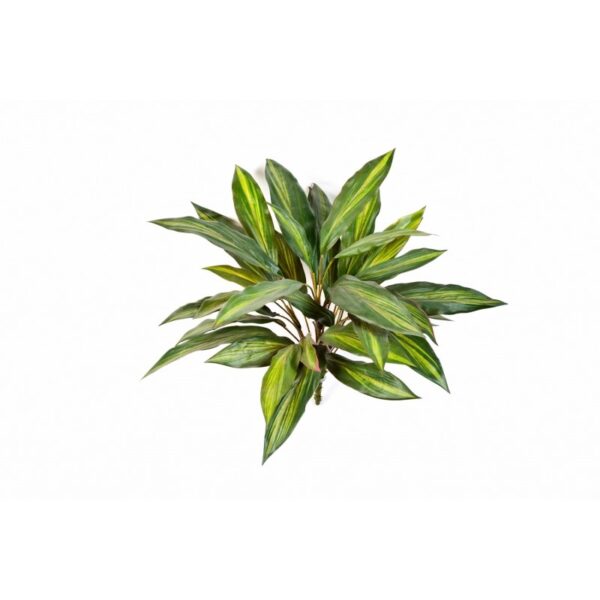 DRACAENA CESPUGLIO X 36 - 48CM