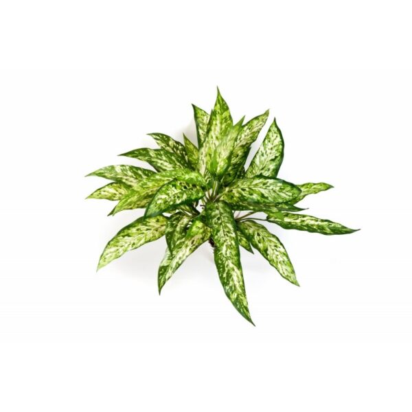 AGLAONEMA CESPUGLIO X 36 - 48CM