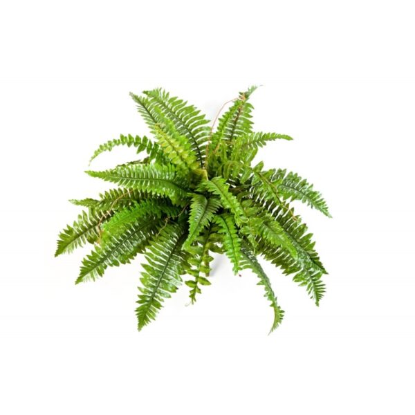 FERN BOSTON X 31 - 60CM