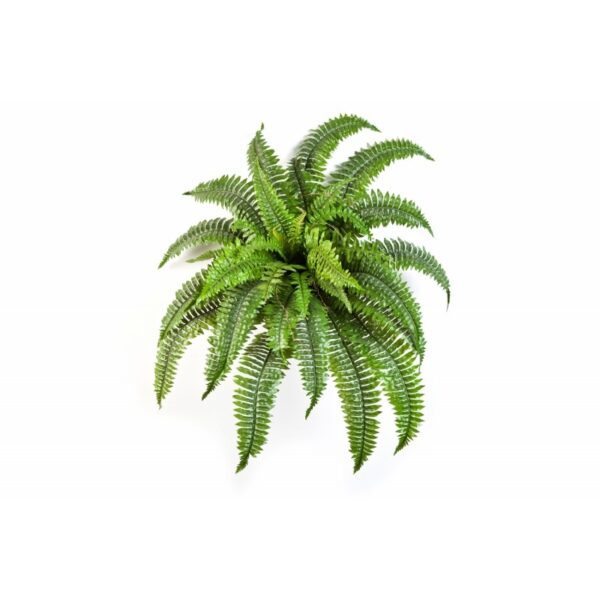 FERN BOSTON X 34 - 75CM