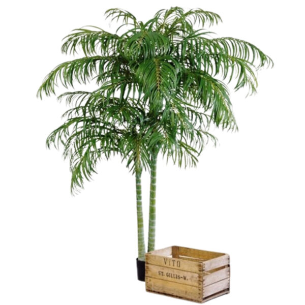 ARECA PALM DE LUXE X 2 - 240CM