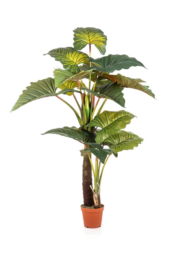 COLOCASIA GIANT FOGLIA TREE - 200CM