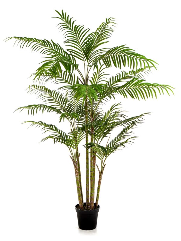 BAMBOO PALM - 215CM