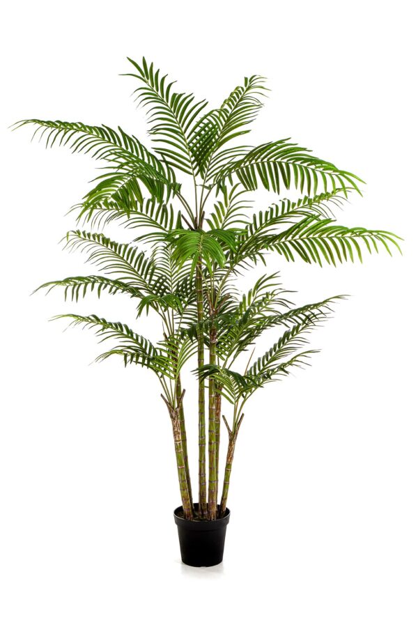BAMBOO PALM - 215CM