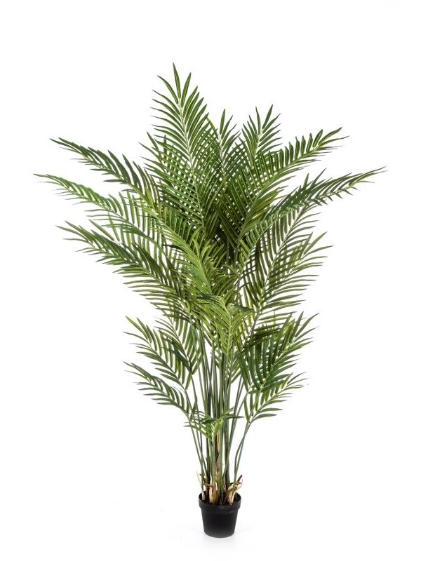 ARECA FOREST PALM W/ - 80CM