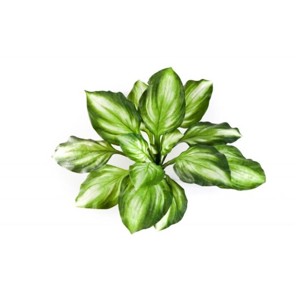 HOSTA CESPUGLIO VERDE/GIALLO - 55CM