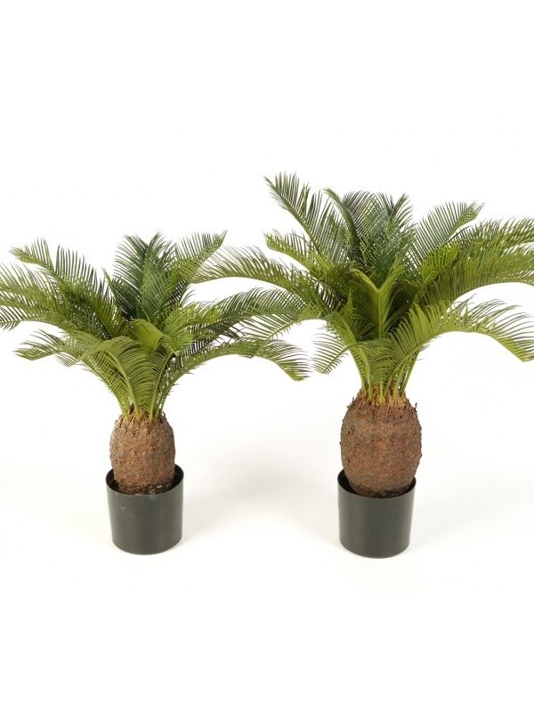 PIANTA X 19 CON VASO - 65CM