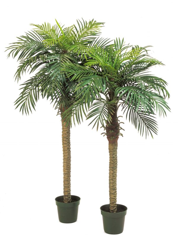 PHOENIX PALM CON VASO - 150CM