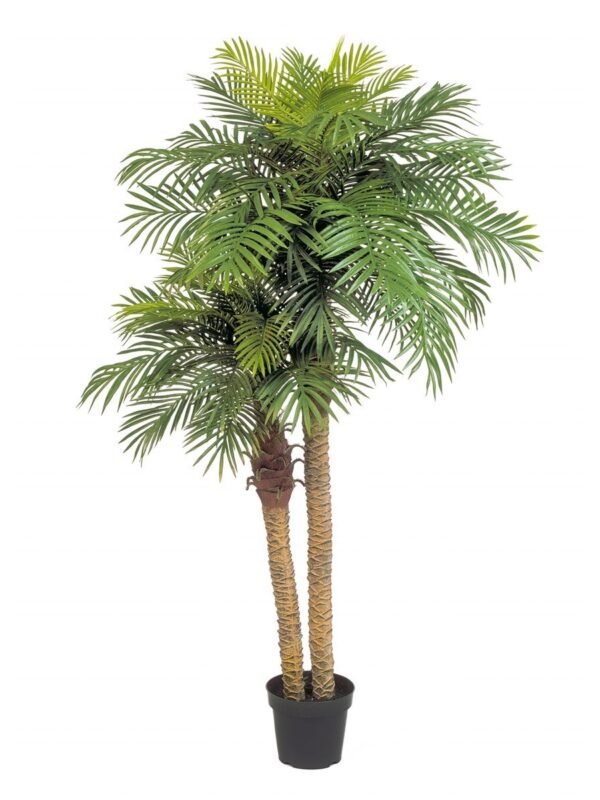 PHOENIX PALM DOUBLE CON VASO - 195CM
