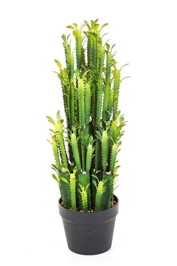 CACTUS EUPHORBIA TRIGONA - 64CM