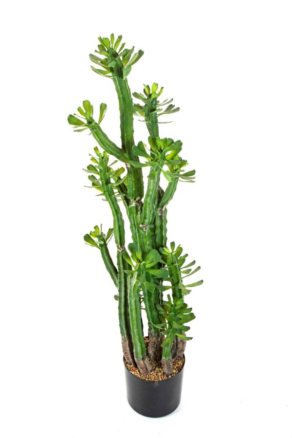 CACTUS EUPHORBIA ROYLEANA - 118CM