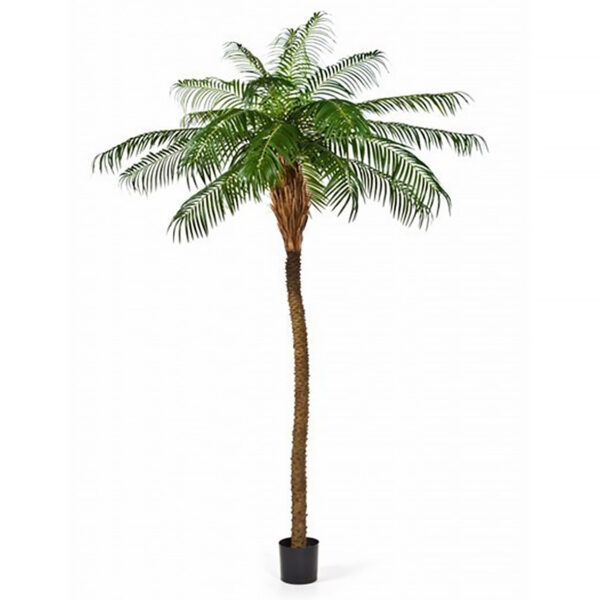 PHOENIX PALM DE LUXE - 250CM