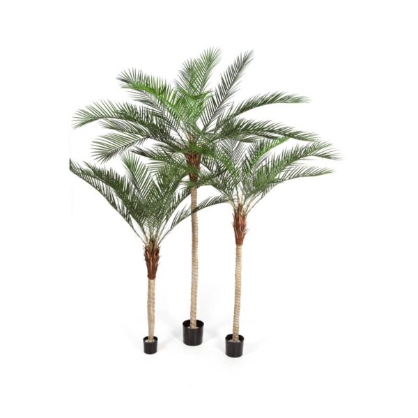 PHOENIX PALM PLASTIC LEA - 240CM