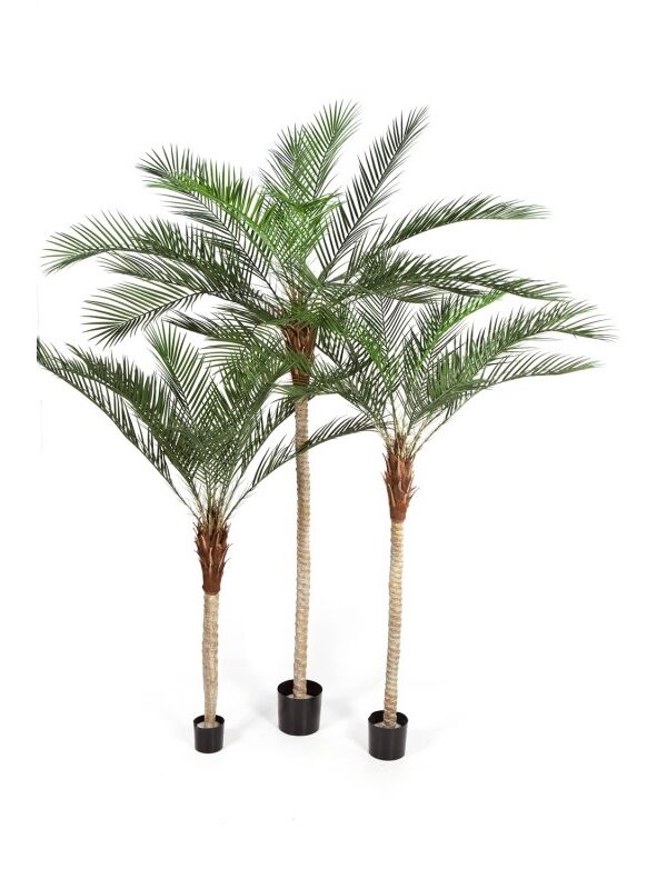 PHOENIX PALM PLASTIC LEA - 180CM