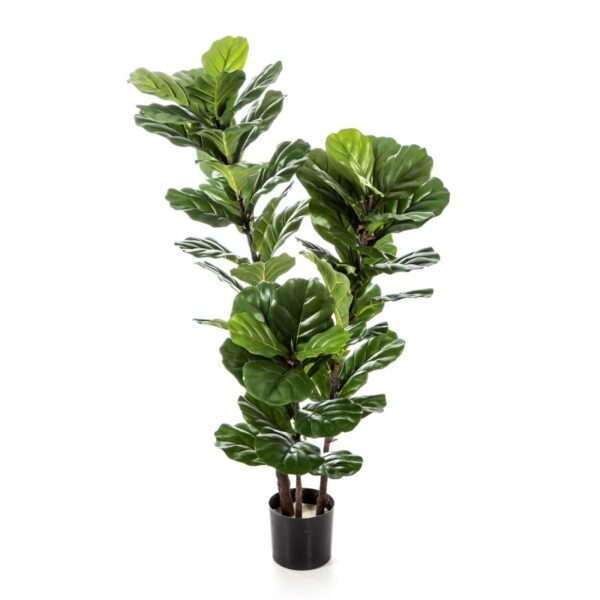 FICUS LYRATA TREE X 3 - 90CM