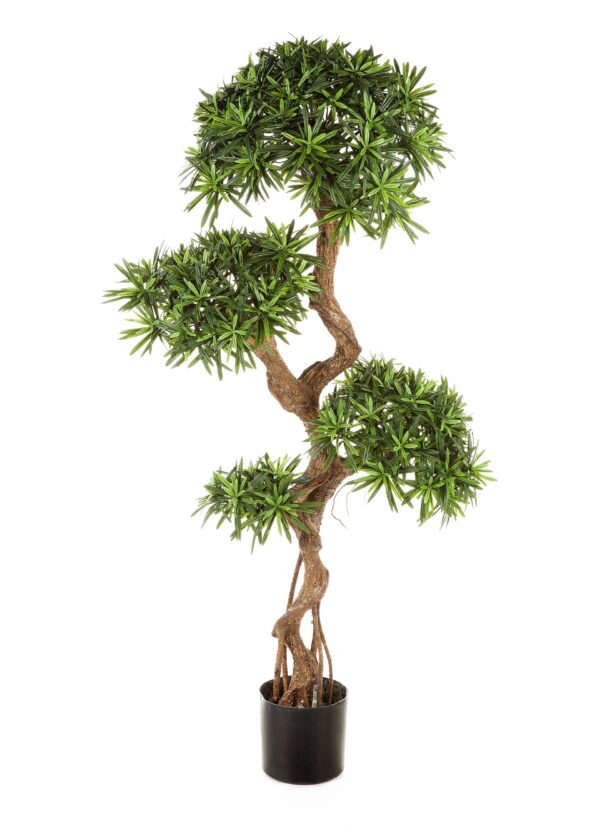 PODOCARPUS ON CRAZY TRUN - 135CM