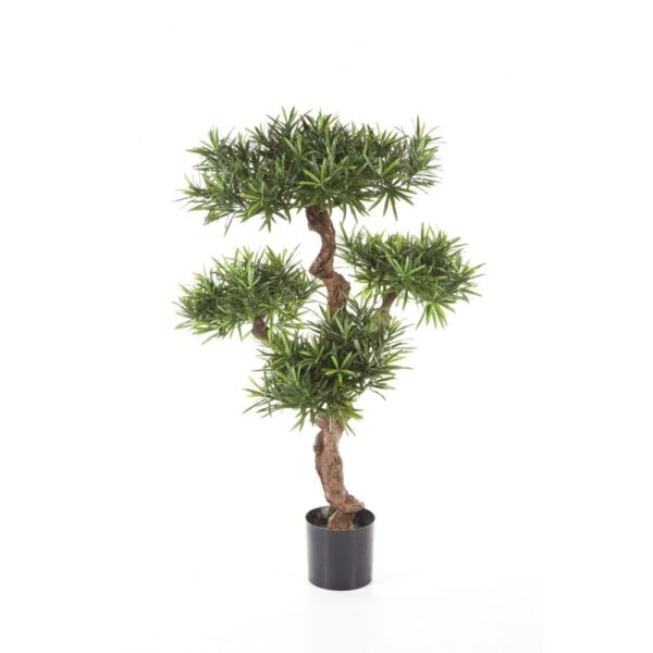 PODOCARPUS MOUNTAIN TREE - 110CM