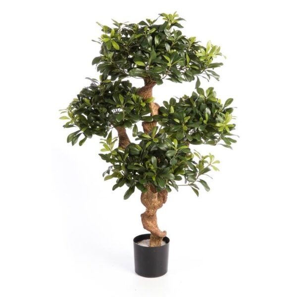 PITTOSPORUM MOUNTAIN TRE - 120CM