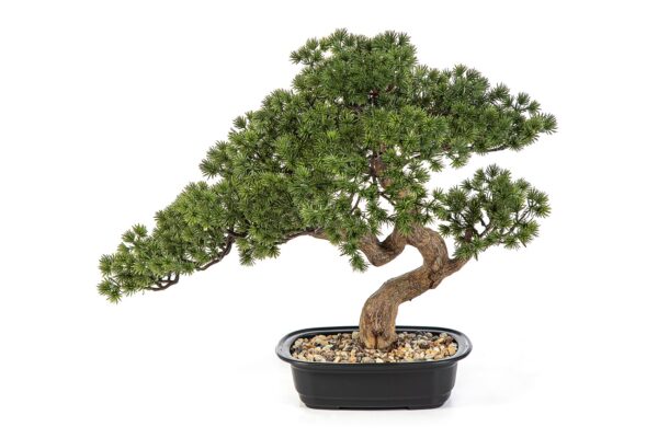 BONSAI MINI PINE CON VASO - 44CM