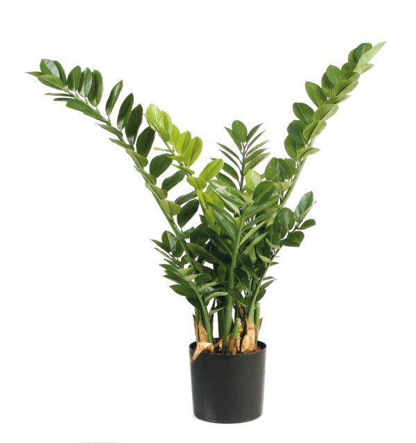 ZAMIO SMARAGD PIANTA - 90CM