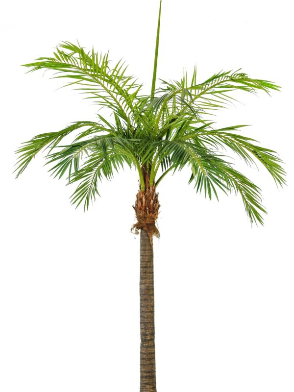 PHOENIX PALM GIANT - 420CM