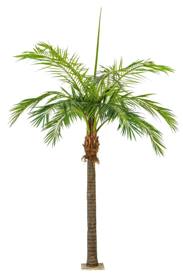 PHOENIX PALM GIANT - 420CM