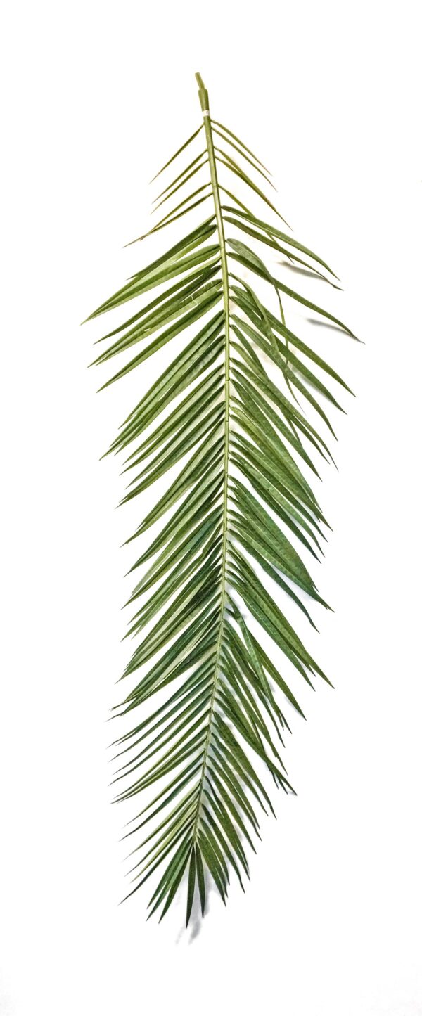 PHOENIX CURVED PALM FOGLIA SE