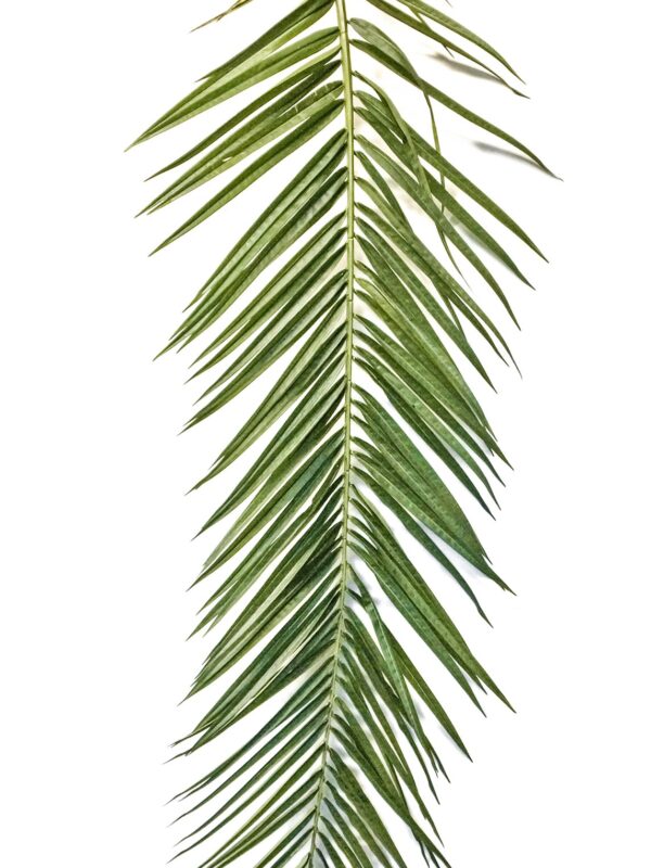 PHOENIX CURVED PALM FOGLIA SE