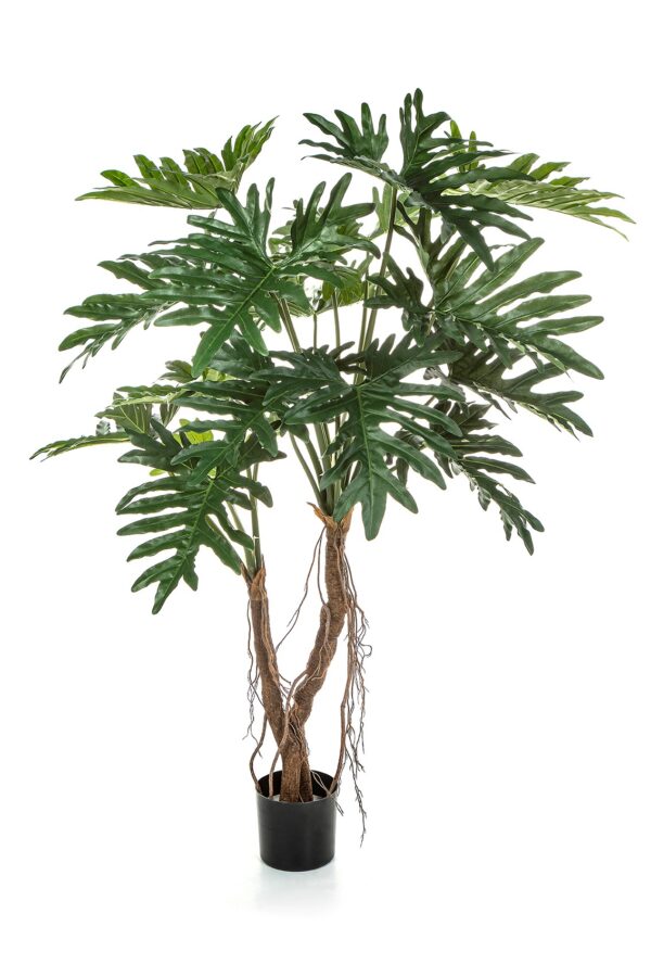 PHILODENDRON ROOT TR - 140CM