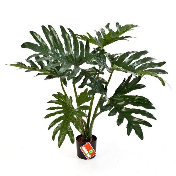 PHILODENDRON CESPUGLIO X 6 - 60CM