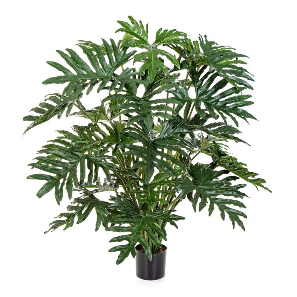PHILODENDRON CESPUGLIO X 30 - 125CM