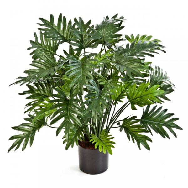 PHILODENDRON SELLOUM - 75CM