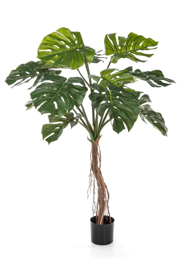SPLIT PHILO ROOT TRE - 130CM