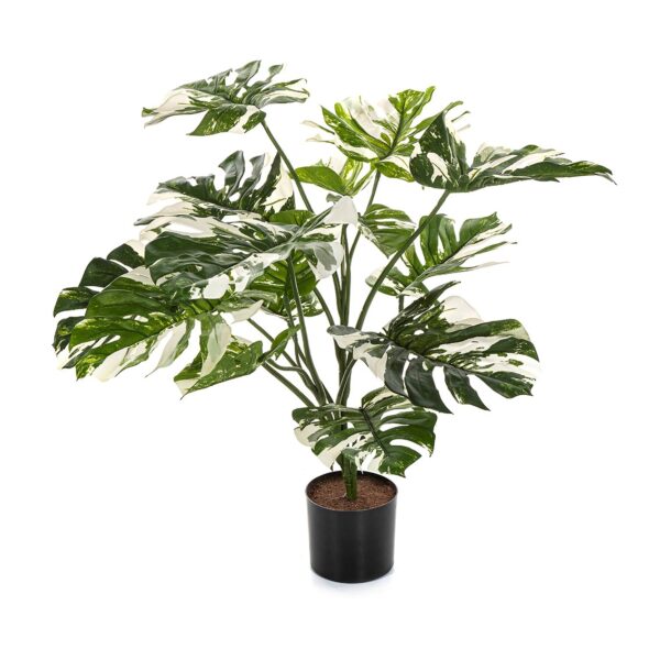 SPLIT PHILO VARIEGATA CON VASO - 85CM